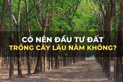 rui ro khi mua dat trong cay lau nam ban nen biet